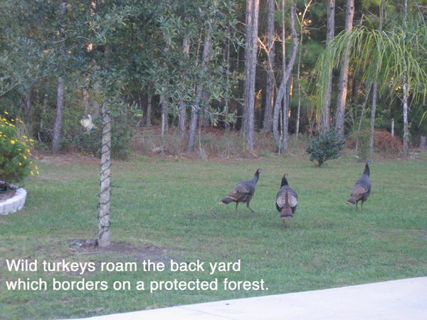 ddturkeys